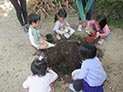 チューリップの球根植え