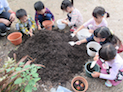 チューリップ球根植え